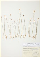 藏品(白穗刺子莞)的圖片